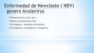 Paramyxovirus aviar tipo 1.
Ataca principalmente aves .
Contagiosa – perdidas económicas.
Lentogénica- mesogénica y velogénica.
 