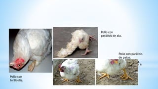*
Pollo con
parálisis de ala.
Pollo con
torticolis.
Pollo con parálisis
de patas.
 