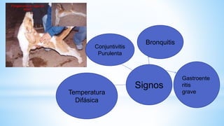 Signos
Temperatura
Difásica
Conjuntivitis
Purulenta
Bronquitis
Gastroente
ritis
grave
 