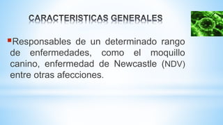Responsables de un determinado rango
de enfermedades, como el moquillo
canino, enfermedad de Newcastle (NDV)
entre otras afecciones.
 