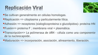 Se cultivan generalmente en células homologas.
Replicación => citoplasma y particularmente lítica.
Adhesión => receptores (sialoglicoproteina o glucolipidos)- proteína HN
Fusión=> proteína F ; membrana viral + plasmática.
Transcripción=> La polimerasa de ARN - célula como una componente
de la nucleocapside.
Maduración => incorporación, asociación, alineamiento, liberación.
 