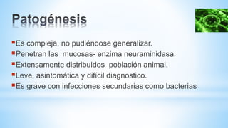 Es compleja, no pudiéndose generalizar.
Penetran las mucosas- enzima neuraminidasa.
Extensamente distribuidos población animal.
Leve, asintomática y difícil diagnostico.
Es grave con infecciones secundarias como bacterias
 