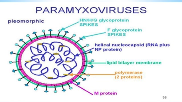Paramyxovirus