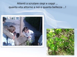 Attenti a scrutare siepi e ceppi …
quanta vita attorno a noi e quanta bellezza …!
 