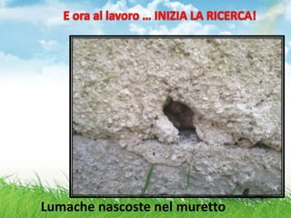 Lumache nascoste nel muretto
 