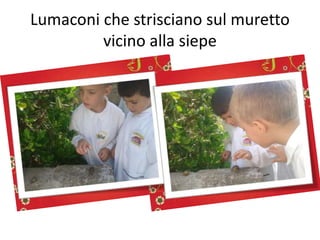 Lumaconi che strisciano sul muretto
vicino alla siepe
 