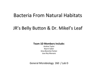 Bacteria From Natural Habitats

JR’s Belly Button & Dr. Mikel’s Leaf


           Team 1D Members Include:
                    Andrea Taylor
                     Nasrin Saber
                 Gina Blanchet-Parker
                  Jose Rey Manaois




        General Microbiology 260 / Lab D
 