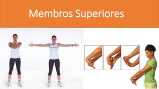 Membros Superiores
 