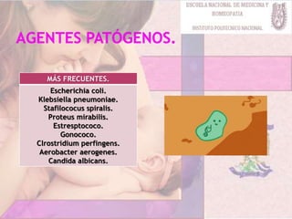 MÁS FRECUENTES.
Escherichia coli.
Klebsiella pneumoniae.
Stafilococus spiralis.
Proteus mirabilis.
Estresptococo.
Gonococo.
Clrostridium perfingens.
Aerobacter aerogenes.
Candida albicans.
 