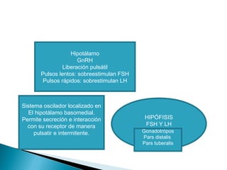 Hipotálamo
GnRH
Liberación pulsátil
Pulsos lentos: sobreestimulan FSH
Pulsos rápidos: sobrestimulan LH
HIPÓFISIS
FSH Y LH
Sistema oscilador localizado en
El hipotálamo basomedial.
Permite secreción e interacción
con su receptor de manera
pulsatir e intermitente. Gonadotrópos
Pars distalis
Pars tuberalis
 
