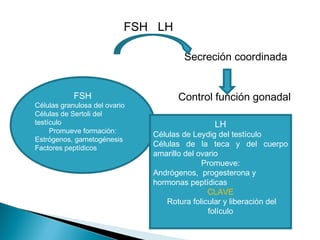 FSH LH
Secreción coordinada
Control función gonadalFSH
Células granulosa del ovario
Células de Sertoli del
testículo
Promueve formación:
Estrógenos, gametogénesis
Factores peptídicos
LH
Células de Leydig del testículo
Células de la teca y del cuerpo
amarillo del ovario
Promueve:
Andrógenos, progesterona y
hormonas peptídicas
CLAVE
Rotura folicular y liberación del
folículo
 