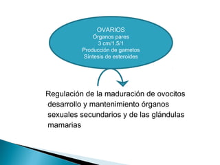 Regulación de la maduración de ovocitos
desarrollo y mantenimiento órganos
sexuales secundarios y de las glándulas
mamarias
OVARIOS
Órganos pares
3 cm/1.5/1
Producción de gametos
Síntesis de esteroides
 