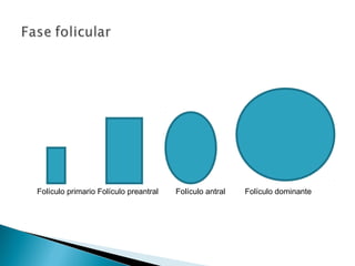 Folículo primario Folículo preantral Folículo antral Folículo dominante
 