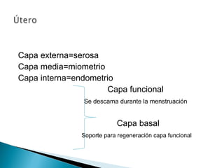 Capa externa=serosa
Capa media=miometrio
Capa interna=endometrio
Capa funcional
Se descama durante la menstruación
Capa basal
Soporte para regeneración capa funcional
 