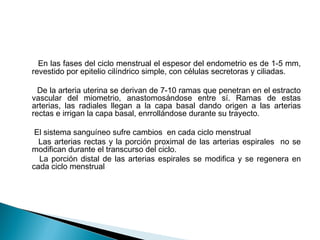 En las fases del ciclo menstrual el espesor del endometrio es de 1-5 mm,
revestido por epitelio cilíndrico simple, con células secretoras y ciliadas.
De la arteria uterina se derivan de 7-10 ramas que penetran en el estracto
vascular del miometrio, anastomosándose entre sí. Ramas de estas
arterias, las radiales llegan a la capa basal dando origen a las arterias
rectas e irrigan la capa basal, enrrollándose durante su trayecto.
El sistema sanguíneo sufre cambios en cada ciclo menstrual
Las arterias rectas y la porción proximal de las arterias espirales no se
modifican durante el transcurso del ciclo.
La porción distal de las arterias espirales se modifica y se regenera en
cada ciclo menstrual
 