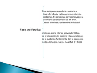 Fase estrógeno-dependiente, asociada al
desarrollo folicular y el incremento producción
estrógenos. Se caracteriza por reconstrucción y
crecimiento del endometrio de 3.5-5mm.
Células epiteliales y del estroma de la basal
Fase proliferativa
proliferan por la intensa actividad mitótica.
La proliferación del estroma y la acumulación
de la sustancia fundamental dan la apariencia
tejido edematoso. Mayor magnitud 8-10 dias
 