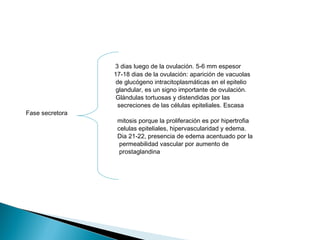 3 dias luego de la ovulación. 5-6 mm espesor
17-18 dias de la ovulación: aparición de vacuolas
de glucógeno intracitoplasmáticas en el epitelio
glandular, es un signo importante de ovulación.
Glándulas tortuosas y distendidas por las
secreciones de las células epiteliales. Escasa
Fase secretora
mitosis porque la proliferación es por hipertrofia
celulas epiteliales, hipervascularidad y edema.
Dia 21-22, presencia de edema acentuado por la
permeabilidad vascular por aumento de
prostaglandina
 