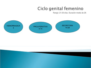 Rango: 21-35 días. Duración media de 28.
HEMORRAGICA
4
PROLIFERATIVA
4-14
SECRETORA
14-28
 