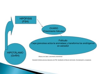 
 Efecto en el útero: crecimiento endometrial
 Estradiol+inhibina provoca descenso de FSH, facilitando el foliculo dominante. Aromatización y receptores
FSH.

HIPÓFISIS
(FSH)
HIPOTÁLAMO
(GnRH)
OVARIO
(Crecimiento folicular)
Folículo
Capa granulosa actúa la aromatasa y transforma los andrógenos
en estradiol
 