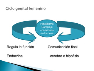 Regula la función Comunicación final
Endocrina cerebro e hipófisis
Hipotálamo
Compleja
conexiones
endocrinas
 
