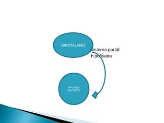 sistema portal
hipofisario
HIPOTÁLAMO
HIPÓFISIS
ANTERIOR
 