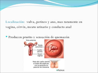Localización:  vulva, perineo y ano, mas raramente en vagina, cérvix, meato urinario y conducto anal Producen prurito y sensación de quemazón  