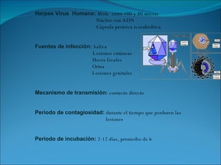 Herpes Virus  Humano:   Mide  entre 100 y 80 micras Núcleo con ADN Cápsula proteica icosahédrica Fuentes de infección:   Saliva   Lesiones cutáneas   Heces fecales Orina Lesiones genitales Mecanismo de transmisión:   contacto directo Periodo de contagiosidad:   durante el tiempo que perduren las  lesiones Periodo de incubación:  2-12 días, promedio de 6  