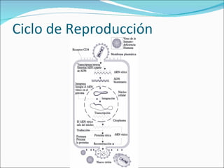 Ciclo de Reproducción 