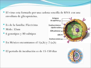 El virus esta formado por una cadena sencilla de RNA con una envoltura de glicoproteina. Es de la familia: Flavivirus  Mide: 32nm  6 genotipos y 80 subtipos En México encontramos el 1(a,b) y 2 (a,b) El periodo de incubación es de 15-150 dias  