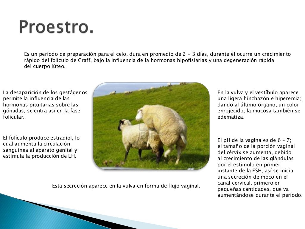 ciclo estral de la ovinos