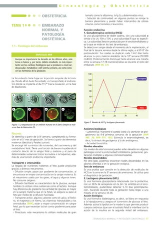 G i n e c o l o g í a

OBSTETRICIA
TEMA 1

EMBARAZO
NORMAL Y
PATOLOGÍA
OBSTÉTRICA

1.1.- Fisiología del embarazo
ENFOQUE MIR
Aunque su importancia ha decaído en los últimos años, este
tema es básico y, por tanto, debéis estudiarlo. Lo más importante son los cambios fisiológicos que se producen a nivel cardiovascular, metabólico y del sistema urinario, así como conocer las hormonas de la gestación.

y

O b s t e t r i c i a

tamaño como la albúmina, la Ig G y determinados virus.
- Solución de continuidad: en algunos puntos se rompe la
barrera placentaria y puede haber intercambio de células
intactas como hematíes o leucocitos.
Función endocrina
1. Gonadotropina coriónica (HCG)
Es una glucoproteína de doble cadena, con una subunidad α
similar a la LH, FSH y TSH, y una subunidad ß que es específica. La subunidad beta es producida por el sincitiotrofoblasto y
es la que se mide en los test de embarazo.
Se detecta en sangre desde el momento de la implantación, al
final de la tercera semana desde la última regla, o al 8º-9º día
postovulación. Sus niveles se duplican cada 1.4-2 días hasta
alcanzar su pico máximo alrededor de la 10ª semana (50.000
mUI/ml). Posteriormente disminuye hasta alcanzar una meseta
entre la semana 17-18 manteniéndose así durante el resto del
embarazo (MIR 00, 37).

140

La fecundación tiene lugar en la porción ampular de la trompa. Desde allí el óvulo fecundado es transportado al endometrio donde se implanta el día 5º-7º tras la ovulación, en la fase
de blastocisto.

Lactógeno

120
100
80

A

B

C

D

60
40

E

F

G

G

20

HCG

0

10

20

30

40

Figura 2. Niveles de HCG y lactógeno placentario.
Figura 1. La implantación de un embrión humano en el útero siempre se realiza en fase de blastocisto (D).

Placenta
Se identifica a partir de la 8ª semana, completando su formación en el 5º mes de gestación. Se forma a partir de elementos
maternos (decidua) y fetales (corion).
Se encarga del suministro de nutrientes, del crecimiento y del
metabolismo fetal. Tiene una función de barrera impidiendo el
contacto directo de la sangre fetal y materna y el paso de
determinadas sustancias (como la insulina o la heparina), además de una función endocrina importante.
Transporte e intercambio
La llegada de nutrientes maternos al feto puede producirse
gracias a diversos mecanismos:
- Difusión simple: pasan por gradiente de concentración, al
encontrarse en mayor concentración en la sangre materna. Es
el mecanismo usado por los gases, el agua y algunos iones.
No consume oxígeno.
- Difusión facilitada: es característico de la glucosa, aunque
también lo utilizan otras sustancias como el lactato. Aunque
hay diferencia de gradiente (la cantidad de glucosa es mayor
en la sangre materna que en la fetal), se asegura su paso al
feto por medio de la difusión facilitada.
- Transporte activo: algunos cationes como el calcio, el fósforo, el magnesio y el hierro, las vitaminas hidrosolubles y los
aminoácidos (MIR), están a mayor concentración en sangre
fetal, por lo que necesitan luchar contra gradiente para pasar
al feto.
- Pinocitosis: este mecanismo lo utilizan moléculas de gran

Acciones biológicas
- Luteotrófica: mantiene el cuerpo lúteo y la secreción de progesterona las 6-8 primeras semanas de la gestación (MIR
98F, 38; MIR 97F, 180). Estimula la esteroidogénesis, es
decir, la síntesis de gestágenos y la de andrógenos.
- Actividad tirotrófica.
Niveles elevados
Los niveles de esta hormona pueden estar elevados en algunas
patologías como la enfermedad trofoblástica gestacional, gestaciones múltiples y algunas cromosomopatías.
Niveles descendidos
Por otro lado, podemos encontrar niveles descendidos en los
abortos diferidos o en la gestación ectópica.
Test de embarazo
Es una prueba que consiste en la detección de moléculas de
HCG en la orina en la 5ª semana de amenorrea. Se utiliza para
el diagnóstico de gestación.
2. Lactógeno placentario (HPL)
Es una hormona glucoproteica relacionada con la prolactina,
con un 96% de semejanza con la GH. Se sintetiza en el sincitiotrofoblasto, pudiéndose detectar 5-10 días postimplantación. Asciende durante toda la gestación hasta llegar a una
meseta en la semana 34-36.
Acción biológica
Es una hormona diabetógena, es decir, se libera en respuesta
a la hipoglucemia y asegura el suministro de glucosa al feto.
Además activa la lipólisis en la madre lo que permite producir
cuerpos cetónicos (que son el sustrato fetal) e interfiere con la
acción de la insulina en la segunda mitad del embarazo.
] EMBARAZO NORMAL Y PATOLOGÍA OBSTÉTRICA [ 11

 