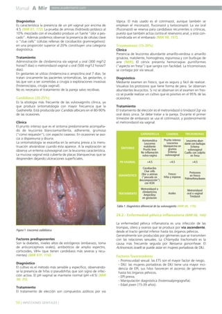 Manual A Mir

www.academiamir.com

Diagnóstico
Es característica la presencia de un pH vaginal por encima de
4.5 (MIR 01, 172). La prueba de aminas (hidróxido potásico al
10% mezclado con el exudado) produce un fuerte "olor a pescado". Además podemos observar la presencia de células clave
o "clue cells" (células rellenas de cocobacilos gramnegativos):
en una proporción superior al 20% constituyen una categoría
diagnóstica.
Tratamiento
Administración de clindamicina vía vaginal u oral (300 mg/12
horas/7 días) o metronidazol vaginal u oral (500 mg/12 horas/7
días).
En gestantes se utiliza clindamicina o ampicilina oral 7 días. Se
tratan únicamente las pacientes sintomáticas, las gestantes, o
las que van a ser sometidas a cirugía o exploraciones invasivas
(histeroscopia, cirugía vaginal).
No es necesario el tratamiento de la pareja salvo recidivas.

Candidiasis (20-25%)
Es la etiología más frecuente de las vulvovaginitis clínica, ya
que produce sintomatología con mayor frecuencia que la
Gadnerella. Está producida por Candida albicans en el 80-90%
de las ocasiones.
Clínica
El prurito intenso que es el síntoma predominante acompañado de leucorrea blancoamarillenta, adherente, grumosa
("como requesón"), con aspecto caseoso. En ocasiones se asocia a dispareunia y disuria.
La sintomatología se exacerba en la semana previa a la menstruación aliviándose cuando ésta aparece. A la exploración se
observa un eritema vulvovaginal con la leucorrea característica.
La mucosa vaginal está cubierta de placas blanquecinas que se
desprenden dejando ulceraciones superficiales.

tópica. El más usado es el cotrimazol, aunque también se
emplean el miconazol, fluconazol y ketoconazol. La vía oral
(fluconazol) se reserva para candidiasis recurrentes o crónicas,
puesto que también actúa contra el reservorio anal, y está contraindicada en el embarazo (MIR 98, 197).

Tricomoniasis (15-20%)
Clínica
Presencia de leucorrea abundante amarillo-verdosa o amarillo
grisácea, maloliente, homogénea, espumosa y con burbujas de
aire (MIR). El cérvix presenta hemorragias puntiformes
("aspecto en fresa") que sangra con facilidad. La tricomoniasis
se contagia por vía sexual.
Diagnóstico
Mediante examen en fresco, que es seguro y fácil de realizar.
Visualiza los protozoos que tiene forma de pera. Se observan
abundantes leucocitos. Si no se observan en el examen en fresco se puede realizar un cultivo que es positivo en el 95% de las
ocasiones.
Tratamiento
El tratamiento de elección es el metronidazol o tinidazol 2gr vía
oral dosis única. Se debe tratar a la pareja. Durante el primer
trimestre de embarazo se usa el cotrimazol, y posteriormente
el metronidazol vía vaginal.

GARDNERELLA

CANDIDA

TRICHOMONAS

SÍNTOMAS

Asintomática
Leucorrea
maloliente
Prurito leve
No inflamación
vulva-vagina

Prurito intenso
Leucorrea
blanquecina en
grumos
Eritema
vulvovaginal

Leucorrea abundante con burbujas
Eritema
vulvovaginal
Cuello con colpitis
en fresa

PH VAGINAL

>4.5

<4.5

>4.5

Fresco:
hifas y esporas

Protozoos
en fresco
Polimorfonucleares

Azoles

Metronidazol
oral o vaginal
Tinidazol

Cocobacilos
Clue cells
Olor a aminas
DIAGNÓSTICO
("pescado en
descomposición")
con KOH

TRATAMIENTO

Metronidazol o
clindamicina
Ampicilina
en gestación

Tabla 1. Diagnóstico diferencial de las vulvovaginitis (MIR 06, 179).

24.2.- Enfermedad pélvica inflamatoria (MIR 06, 166)

Figura 1. Leucorrea cadidiásica.

Factores predisponentes
Son la diabetes, niveles altos de estrógenos (embarazo, toma
de anticonceptivos orales), antibióticos de amplio espectro,
corticoides, VIH+ (que tienen candidiasis más severas y recurrentes) (MIR 97F, 174).
Diagnóstico
El cultivo es el método más sensible y específico, observándose la presencia de hifas o pseudohifas que son signo de infección activa. El pH vaginal se mantiene normal (pH <4.5) (MIR
00, 35).
Tratamiento
El tratamiento de elección son compuestos azólicos por vía

56 ] INFECCIONES GENITALES [

La enfermedad pélvica inflamatoria es una infección de las
trompas, útero y ovarios que se produce por vía ascendente,
desde el tracto genital inferior hasta los órganos pélvicos.
Generalmente son producidas por gérmenes que se transmiten
con las relaciones sexuales. La Chlamydia trachomatis es la
causa más frecuente seguida por Neisseria gonorrheae. El
Actinomices israelli se puede aislar en mujeres portadoras de DIU.

Factores favorecedores
- Promiscuidad sexual: las ETS son el mayor factor de riesgo.
- DIU: las mujeres portadoras de DIU tiene una mayor incidencia de EPI, sus hilos favorecen el ascenso de gérmenes
hasta los órganos pélvicos.
- EPI previa.
- Manipulación diagnóstica (histerosalpingografía).
- Edad joven (15-39 años).

 