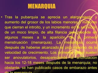 MENARQUIA Tras la pubarquia se aprecia un alargamiento y aumento del grosor de los labios menores y mayores que cierran el introito, y un incremento en la secreción de un moco limpio, de alta filancia que precede en algunos meses a la aparición de la primera menstruación (menarquia). La menarquia ocurre después de haberse alcanzado el pico máximo de la velocidad de crecimiento. Los primeros ciclos suelen ser anovulatorios, desapareciendo la anovulación hacia los 12-18 meses después de la menarquia; no obstante, se han publicado casos de embarazo antes de la menarquia. 