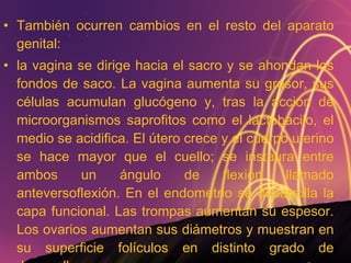 También ocurren cambios en el resto del aparato genital: la vagina se dirige hacia el sacro y se ahondan los fondos de saco. La vagina aumenta su grosor, sus células acumulan glucógeno y, tras la acción de microorganismos saprofitos como el lactobacilo, el medio se acidifica. El útero crece y el cuerpo uterino se hace mayor que el cuello; se instaura entre ambos un ángulo de flexión llamado anteversoflexión. En el endometrio se desarrolla la capa funcional. Las trompas aumentan su espesor. Los ovarios aumentan sus diámetros y muestran en su superficie folículos en distinto grado de desarrollo. 