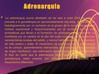 Adrenarquia   La adrenarquia ocurre alrededor de los seis a ocho años de edad y precede a la gonadarquia en aproximadamente dos años. Se caracteriza histológicamente por un aumento en el grosor de la zona reticular de la corteza suprarrenal y bioquímicamente por el aumento de las vías enzimáticas que llevan a la formación de andrógenos. Clínicamente se manifiesta por un cambio en el olor del sudor corporal, que adquiere las características propias del adulto, y menos habitualmente por la aparición de vello púbico y axilar. El mecanismo de producción de la adrenarquia no se conoce, aparentemente intervendría una hormona probablemente de origen hipofisiario, que estimularía específicamente la zona reticular. Si bien es cierto que la adrenarquia tiene relación temporal con la gonadarquia, estos eventos son independientes y regulados por mecanismos diferentes.  