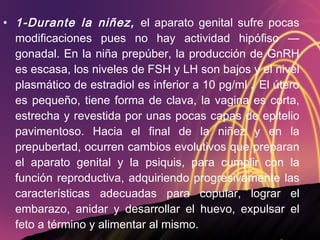 1-Durante la niñez,  el aparato genital sufre pocas modificaciones pues no hay actividad hipófiso — gonadal. En la niña prepúber, la producción de GnRH es escasa, los niveles de FSH y LH son bajos y el nivel plasmático de estradiol es inferior a 10 pg/ml  .  El útero es pequeño, tiene forma de clava, la vagina es corta, estrecha y revestida por unas pocas capas de epitelio pavimentoso. Hacia el final de la niñez y en la prepubertad, ocurren cambios evolutivos que preparan el aparato genital y la psiquis, para cumplir con la función reproductiva, adquiriendo progresivamente las características adecuadas para copular, lograr el embarazo, anidar y desarrollar el huevo, expulsar el feto a término y alimentar al mismo. 