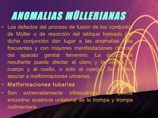   ANOMALIAS MÜLLERIANAS Los defectos del proceso de fusión de los conductos de Müller o de resorción del tabique formado por dicha conjunción dan lugar a las anomalías mas frecuentes y con mayores manifestaciones clínicas del aparato genital femenino. La duplicación resultante puede afectar al útero y la vagina, al cuerpo y al cuello, o solo al cuerpo. Se suelen asociar a malformaciones urinarias. Malformaciones tubarias Son extremadamente infrecuentes, se puede encontrar ausencia unilateral de la trompa y trompa rudimentaria. 