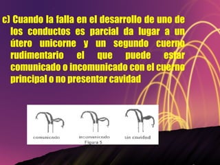 c) Cuando la falla en el desarrollo de uno de los conductos es parcial da lugar a un útero unicorne y un segundo cuerno rudimentario el que puede estar comunicado o incomunicado con el cuerno principal o no presentar cavidad  