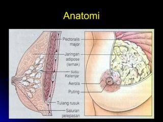 AnatomiAnatomi
 