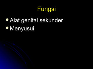 FungsiFungsi
Alat genital sekunderAlat genital sekunder
MenyusuiMenyusui
 