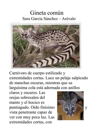 Gineta común
Sara García Sánchez – Arévalo
Carnívoro de cuerpo estilizado y
extremidades cortas. Luce un pelaje salpicado
...