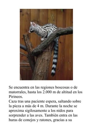 Se encuentra en las regiones boscosas o de
matorrales, hasta los 2.000 m de altitud en los
Pirineos.
Caza tras una pacient...