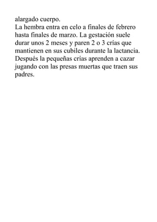 alargado cuerpo.
La hembra entra en celo a finales de febrero
hasta finales de marzo. La gestación suele
durar unos 2 mese...