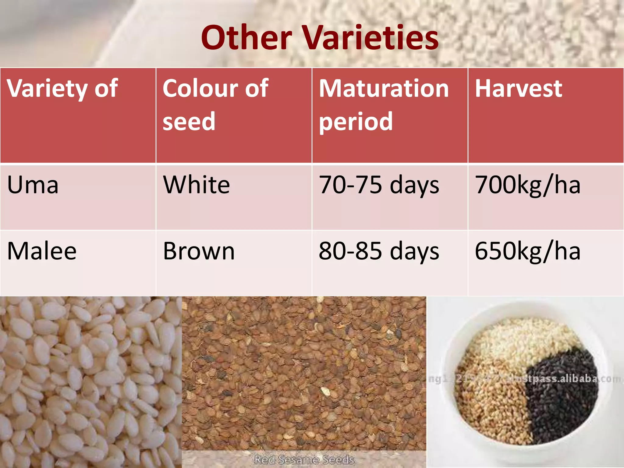 Other Varieties 
Scientific 
classification 
Kingdo 
m: 
Plantae 
(unrank 
ed): 
Angiosp 
erms 
(unrank 
ed): 
Eudicot 
s 
(unrank 
ed): 
Asterids 
Order: Lamiale 
s 
Family: Pedalia 
ceae 
Genus: Sesamu 
m 
Species 
: 
S. 
indicu 
m 
Variety of Colour of 
seed 
Maturation 
period 
Harvest 
Uma White 70-75 days 700kg/ha 
Malee Brown 80-85 days 650kg/ha 
 