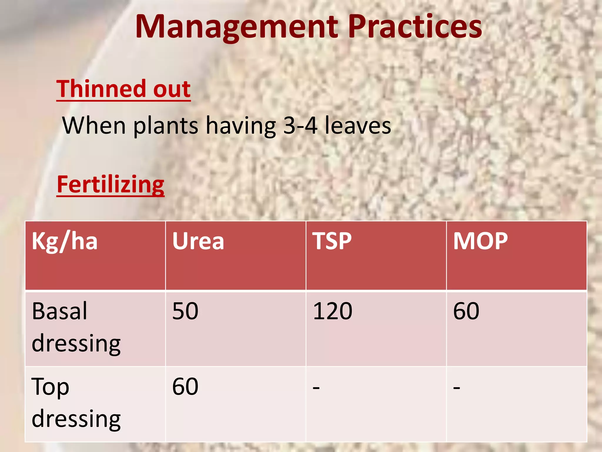 Management Practices 
Thinned out 
Scientific 
classification 
When plants having 3-4 leaves 
Kingdo 
m: 
Plantae 
(unrank 
ed): 
Angiosp 
erms 
(unrank 
ed): 
Eudicot 
s 
(unrank 
ed): 
Asterids 
Order: Lamiale 
s 
Family: Pedalia 
ceae 
Genus: Sesamu 
m 
Species 
: 
S. 
indicu 
m 
Fertilizing 
Kg/ha Urea TSP MOP 
Basal 
dressing 
50 120 60 
Top 
dressing 
60 - - 
 