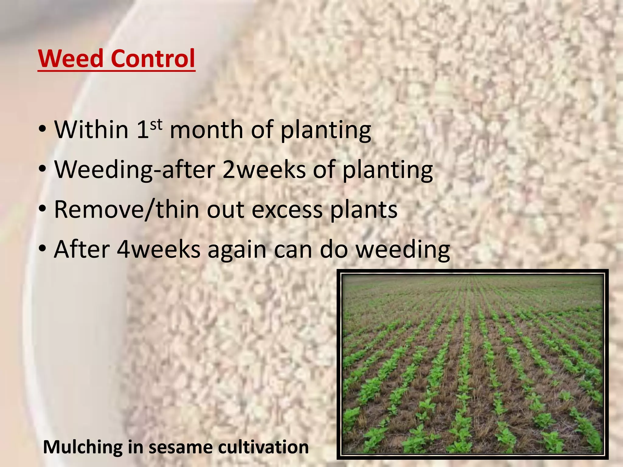 Scientific 
classification 
Kingdo 
m: 
Plantae 
(unrank 
ed): 
Angiosp 
erms 
(unrank 
ed): 
Eudicot 
s 
(unrank 
ed): 
Asterids 
Order: Lamiale 
s 
Family: Pedalia 
ceae 
Genus: Sesamu 
m 
Species 
: 
S. 
indicu 
m 
Weed Control 
• Within 1st month of planting 
• Weeding-after 2weeks of planting 
• Remove/thin out excess plants 
• After 4weeks again can do weeding 
Mulching in sesame cultivation 
 
