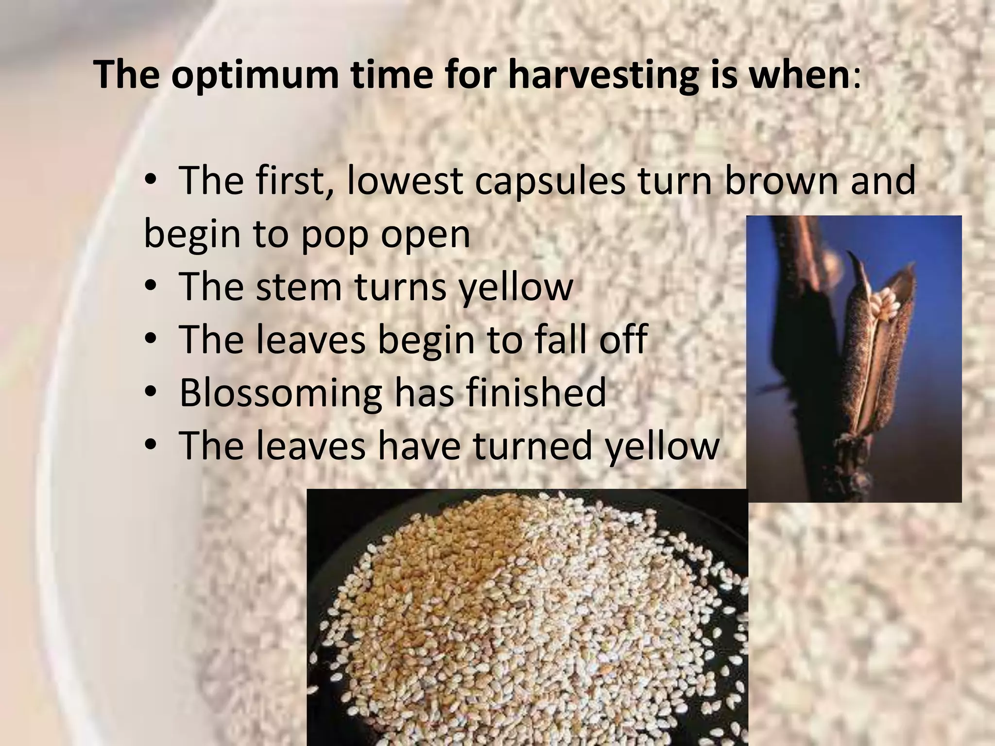 The optimum time for harvesting is when: 
Scientific 
classification 
• The first, lowest capsules turn brown and 
Kingdo 
Plantae 
begin to pop open 
m: 
(unrank 
Angiosp 
• The stem turns ed): 
yellow 
erms 
(unrank 
Eudicot 
• The leaves begin ed): 
to s 
fall off 
(unrank 
Asterids 
• Blossoming has ed): 
Order: finished 
Lamiale 
s 
• The leaves have Family: turned Pedalia 
yellow 
ceae 
Genus: Sesamu 
m 
Species 
: 
S. 
indicu 
m 
 