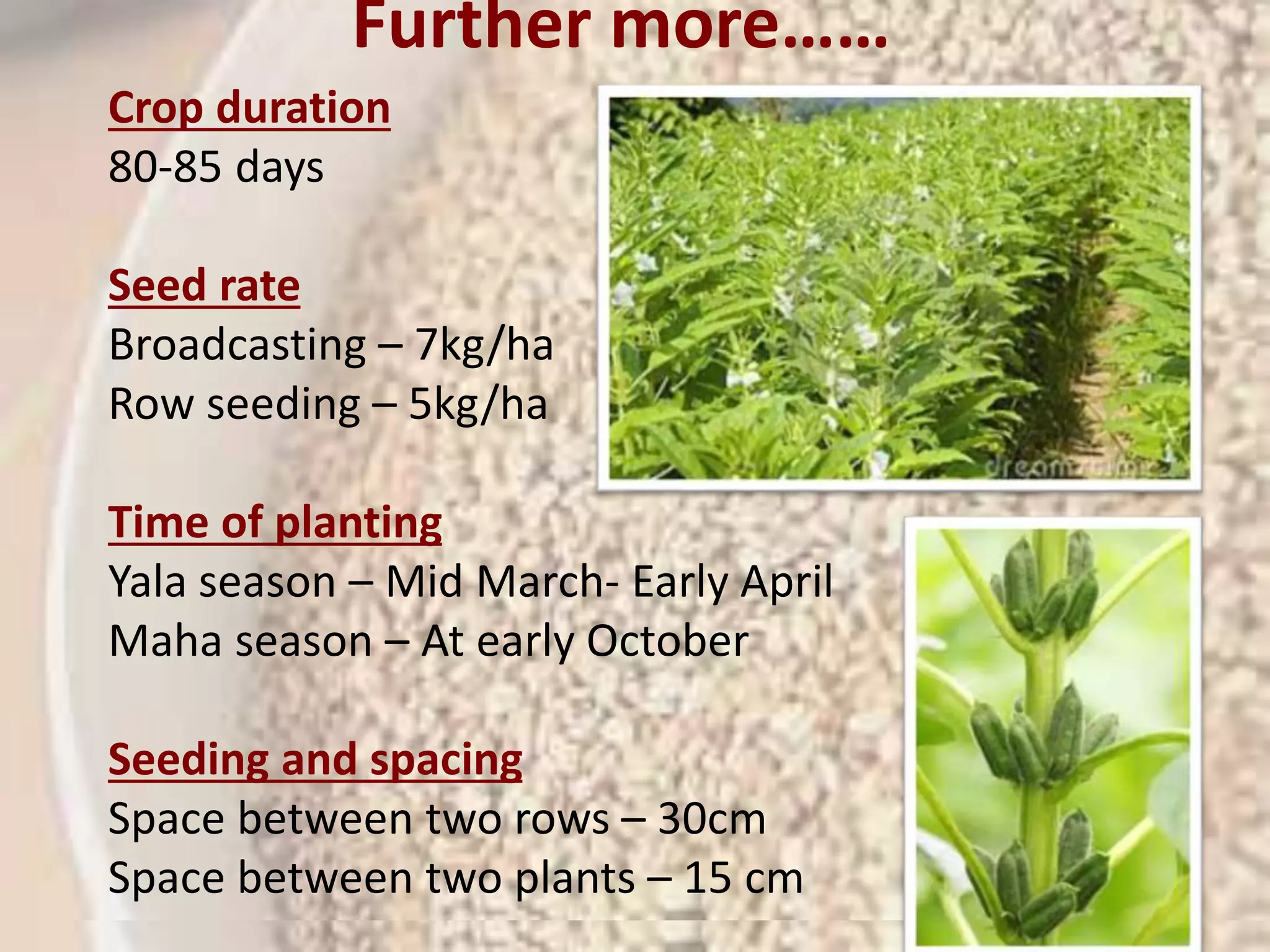 Further more…… 
Scientific 
classification 
Kingdo 
m: 
Plantae 
(unrank 
ed): 
Angiosp 
erms 
(unrank 
ed): 
Eudicot 
s 
(unrank 
ed): 
Asterids 
Order: Lamiale 
s 
Family: Pedalia 
ceae 
Genus: Sesamu 
m 
Species 
: 
S. 
indicu 
m 
Crop duration 
80-85 days 
Seed rate 
Broadcasting – 7kg/ha 
Row seeding – 5kg/ha 
Time of planting 
Yala season – Mid March- Early April 
Maha season – At early October 
Seeding and spacing 
Space between two rows – 30cm 
Space between two plants – 15 cm 
 