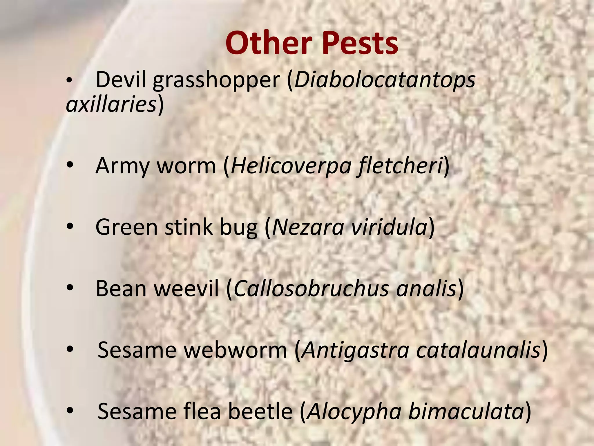Other Pests 
• Devil grasshopper (Diabolocatantops 
Scientific 
axillaries) 
classification 
Kingdo 
m: 
Plantae 
(unrank 
ed): 
Angiosp 
erms 
• Army worm (Helicoverpa fletcheri) 
(unrank 
ed): 
Eudicot 
s 
(unrank 
ed): 
Asterids 
• Green stink bug (Nezara viridula) 
Order: Lamiale 
s 
Family: Pedalia 
• Bean weevil (Callosobruchus ceae 
analis) 
Genus: Sesamu 
m 
Species 
: 
S. 
indicu 
m 
• Sesame webworm (Antigastra catalaunalis) 
• Sesame flea beetle (Alocypha bimaculata) 
 
