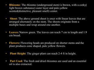• Rhizome: The rhizome (underground stem) is brown, with a corky(
light brown substance) outer layer and pale-yellow
scented(distinctive, pleasant smell) center.
• Shoot: The above ground shoot is erect with linear leaves that are
arranged alternately on the stem. The shoots originate from a
multiple bases and wrap around one another.
• Leaves: Narrow green. The leaves can reach 7 cm in length and 1.9
cm broad.
• Flowers: Flowering heads are produced on shorter stems and the
plant produces cone shaped, pale yellow flowers.
• Plant Height: The ginger plant can reach 2-4 ft in height.
• Part Used: The fresh and dried rhizomes are used and an essential
oil is also extracted.
 